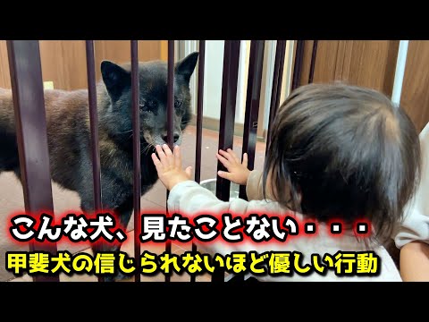 【甲斐犬の奮闘②】普段、赤ちゃんや猫たちにしている“優しすぎる行動”がこれです サムネイル