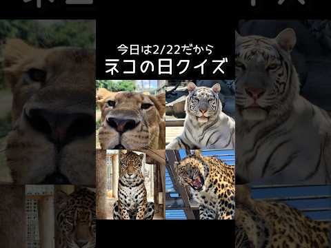 今日はネコの日だからネコの日クイズ！東武動物公園 癒し かわいい 動物 動物園 animals zoo ネコ科 猫の日… サムネイル