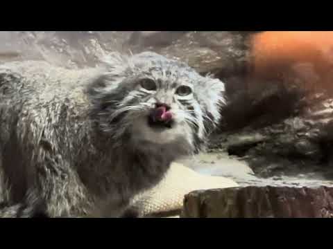 クリョンくん　お待ちかねのお肉タイムですよ〜　マヌルネコ　上野動物園　2026年2月6日 サムネイル