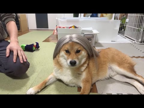 チワワの、のぶなが【柴犬と雑種犬ファミリーの爆笑日常】 がライブ配信中！ サムネイル
