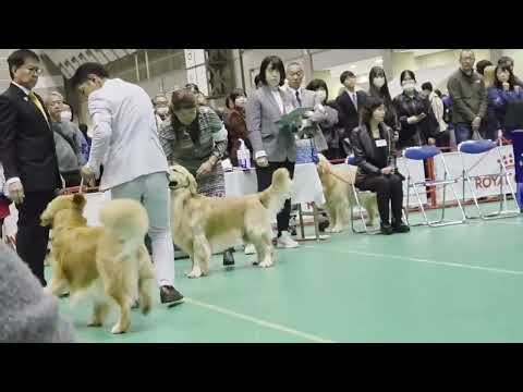 JKC 特別本部展 牡チャンピオン トン君4席 ゴールデンレトリバー 2025/12/21 サムネイル