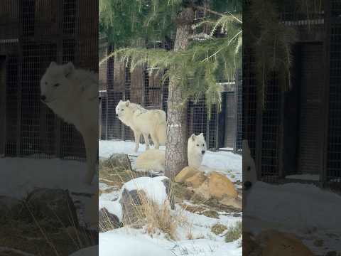 shorts オヤツ貰うまでワタシタチ動かないの⁈    ホッキョクオオカミ親子　那須どうぶつ王国にて　2026年1月… サムネイル