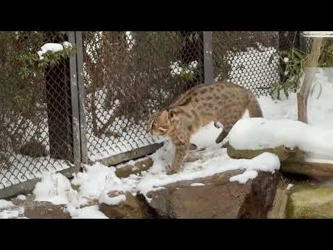 おはよう☃️かりおくん　ツシマヤマヤマネコ　那須どうぶつ王国にて　2026年1月9日 サムネイル