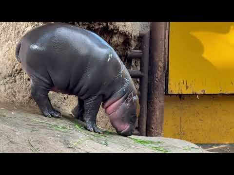 (見えづらく🙏)ウタちゃんがプールに！　コビトカバの赤ちゃん　神戸どうぶつ王国にて　2025年12月29日 サムネイル