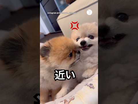 近すぎ‼️兄にどうしても近づきたい弟　　ポメラニアン　いぬ　犬　かわいい犬 犬のいる生活 サムネイル