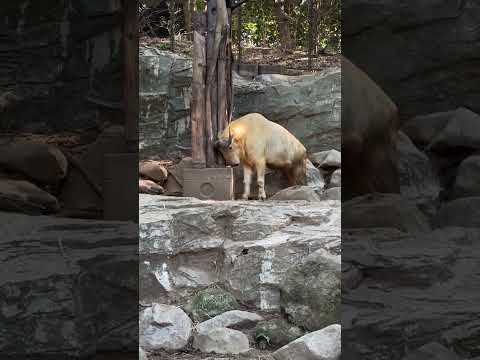 【よこはま動物園ズーラシア】体を石にすりすり！ゴールデンターキン🐐　#shorts サムネイル