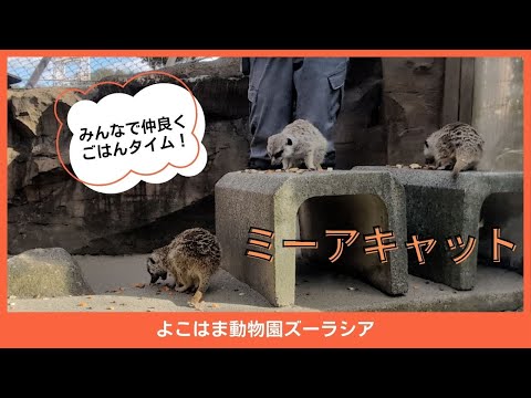 【よこはま動物園ズーラシア】みんなで仲良くごはんタイム！ミーアキャット🐈🐈🐈 サムネイル