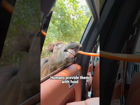 Why don’t horses rebel against the whip? 🐴💔animals lovestor… サムネイル