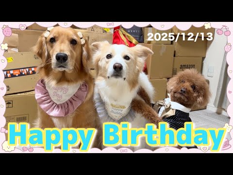 【🎉8歳&11歳🎉】ライトくん&フウタ親分バースディLive🐶❤️プレゼント開封祭り開催🎁 サムネイル