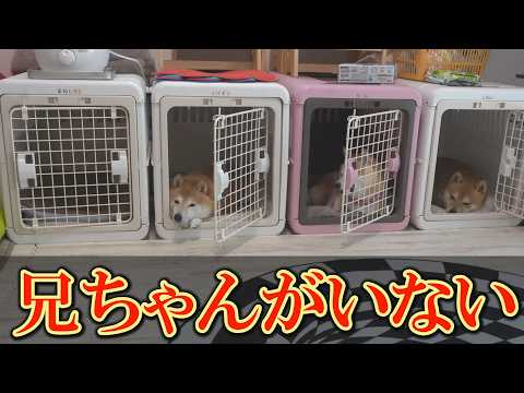 兄柴犬が入院した翌朝、弟と妹たちの雰囲気が異様でした・・・ サムネイル