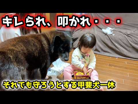 叩かれ、キレられても、赤ちゃんを守ろうとする甲斐犬一休さん【子守り犬】 サムネイル