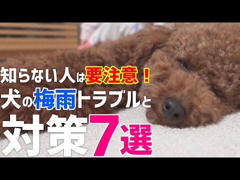 【知らないと危険】犬が梅雨時期に起こるトラブルと対策7選 サムネイル
