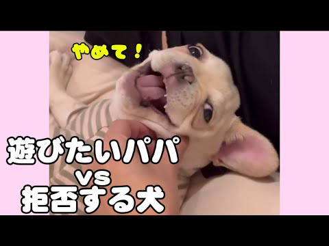 遊びたいパパVS拒否する犬の攻防戦 サムネイル