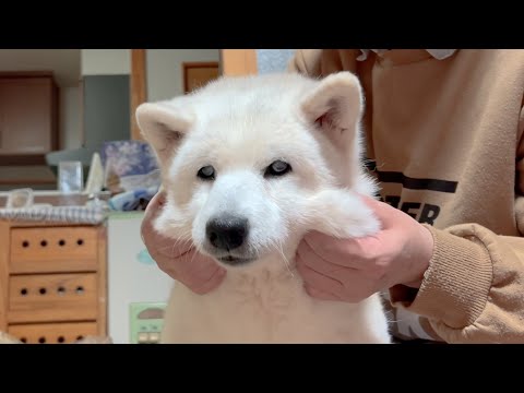 ほっぺに幸せが詰まってる柴犬、モミュモミュされる サムネイル