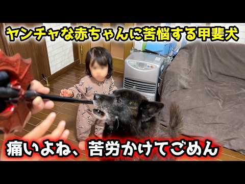 【子育て犬の苦悩】槍ふりまわして暴走する赤ちゃん！守ろうと必死な甲斐犬 サムネイル