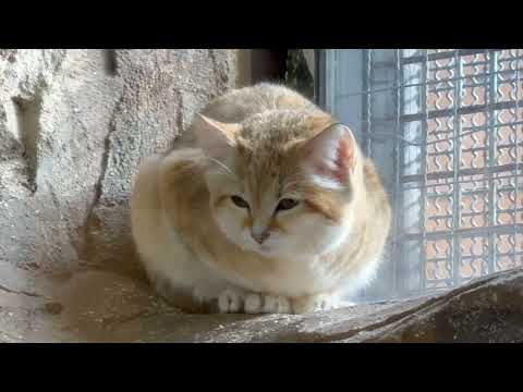 窓辺のアルドくん　スナネコ　那須どうぶつ王国にて　2026年1月11日 サムネイル