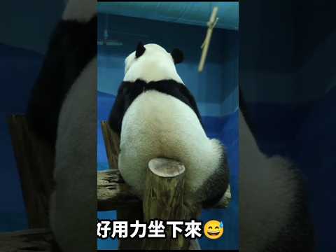 圓寶氣呼呼的坐在寶座上 panda zoo cute 貓熊 熊貓 yuanbao taipeizoo 台北市立動物園… サムネイル