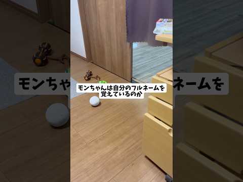 賢いモンちゃんgoldenretriever ゴールデンレトリバー サムネイル