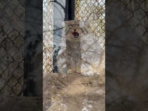 shorts 反射が邪魔してもカワイイ オリーヴァちゃん　マヌルネコ　埼玉県こども動物自然公園にて　2026年3月7日 サムネイル