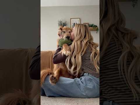 dog-tor coby to rescue🛟goldenpup puppy goldenpupppy dogbree… サムネイル