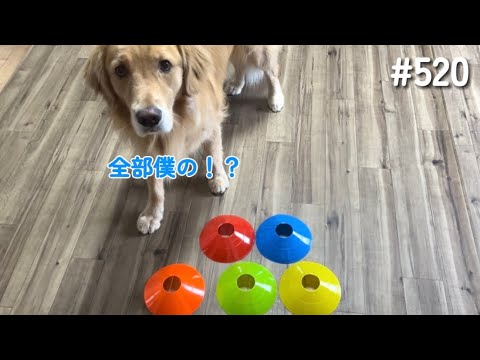 モンちゃんは何色が好き？【ゴールデンレトリバー】 サムネイル