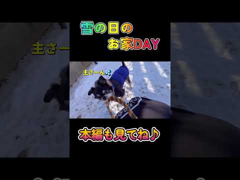 雪の日のお家DAY♪柴犬 チワワ shorts サムネイル