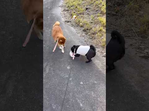 walking🐶 dance dog 柴犬 パグ doggie shibainu pug walking お散歩 sh… サムネイル