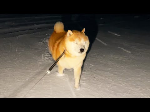 雪が深くなると歩き方のぽにぽに感が否めない柴犬 サムネイル