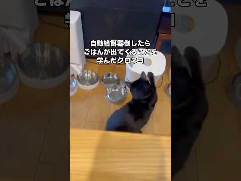 給餌器を倒したらフードが出てくることを覚えるようになり毎日倒すようになった愛猫 黒猫 クロネコ ネコ shorts サムネイル