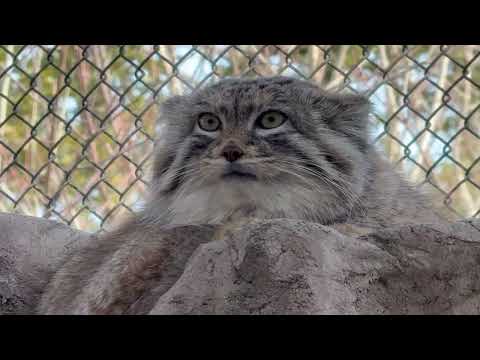 窪みに妙にフィットするオリーヴァちゃん　マヌルネコ　埼玉県こども動物自然公園にて　2026年3月7日 サムネイル