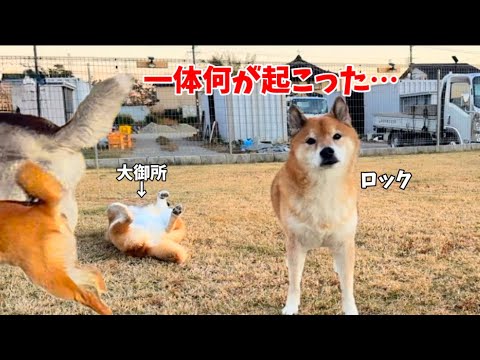 【神回‼️】自宅に招いた結果…想像以上の出来事が起こりました。柴犬ロックちゃんねるコラボ！！！ サムネイル