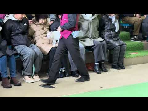 タルトくんのお膝サンポ　本日一発目のキャッツ始め！なかなか見れない猫によるショー ザ・キャッツ　那須どうぶつ王国にて… サムネイル