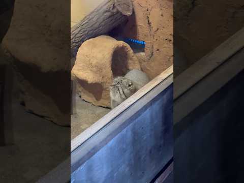 shorts 登るロータスくん　マヌルネコ　埼玉県こども動物自然公園　2026年3月6日 サムネイル