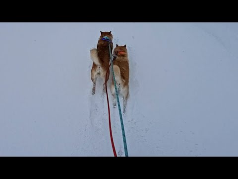 二頭引き犬ぞり(ソリ無し)の刑 サムネイル