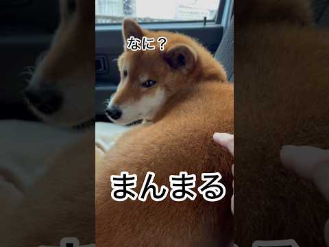 ’26.3.10 力丸の昼寝と夕寝… 柴犬 shibainu 柴犬のいる暮らし 柴犬の日常 車中泊犬 食べる犬 眠る犬… サムネイル