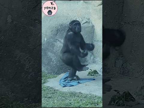 Ringo made cute moves 😆 gorilla gorillatag taipeizoo 金剛猩猩 台… サムネイル