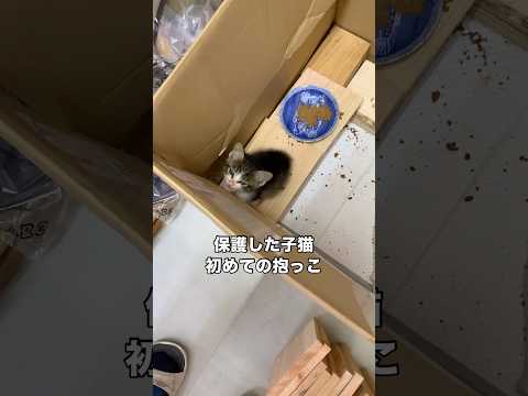 手を差し伸べると抱きついてくる保護猫。抱っこを覚えたようです。 保護猫 子猫 野良猫 shorts サムネイル