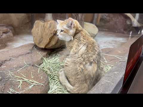 眠そうなシャリフくん　スナネコ　那須どうぶつ王国にて　2025年12月31日 サムネイル