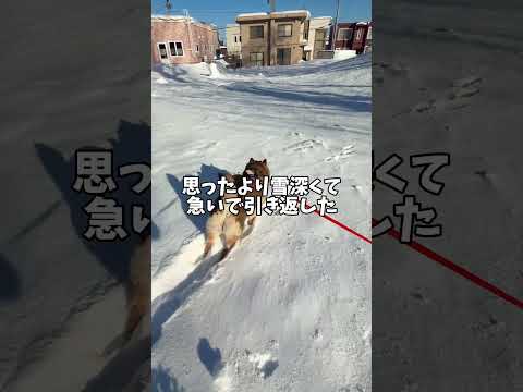 柴犬が華麗に雪山を滑り降りたら・・・ サムネイル