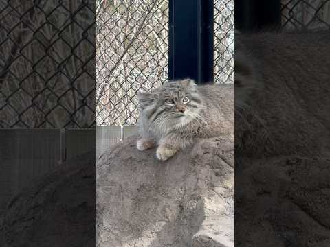 shorts オリーヴァちゃん 一旦お部屋帰ります〜　マヌルネコ　埼玉県こども動物自然公園にて　2026年3月7日 サムネイル