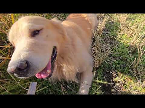 １年前の立派なトン君。2024年12月　暴れた後の休憩の一コマ。(BR GCH.PAM GCH.INTCH.JKC C… サムネイル