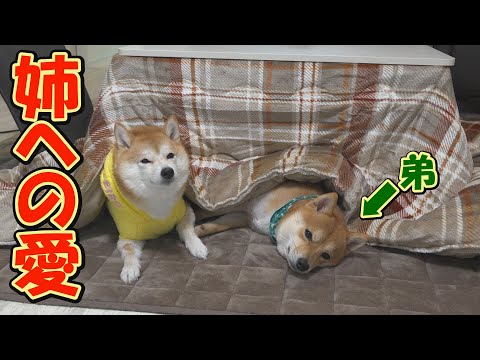 こたつの中で眠る行方不明の姉を探す弟…その謎を解明し、安心した表情で姉に寄り添う姿にほっこりしました。 サムネイル