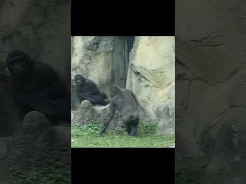 Ringo拿走Jabali的布,上棲架耍布好可愛🤣 #gorilla #gorillatag #taipeizoo #… サムネイル
