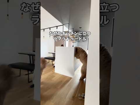 キッチンで何か作ってくれそうなラブラドゥードル ラブラドゥードル ラブラドール ドゥードル shorts サムネイル