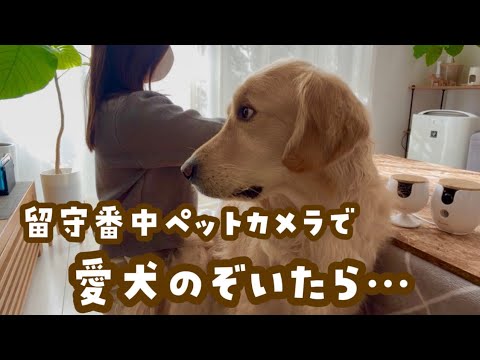 留守番中ペットカメラで愛犬を覗いたら泣けた… サムネイル