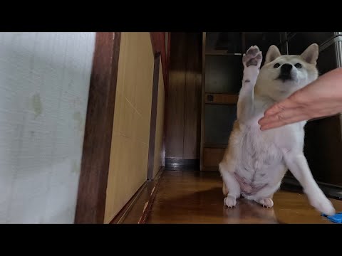 2026年1月30日(金) ガムください！！ サムネイル