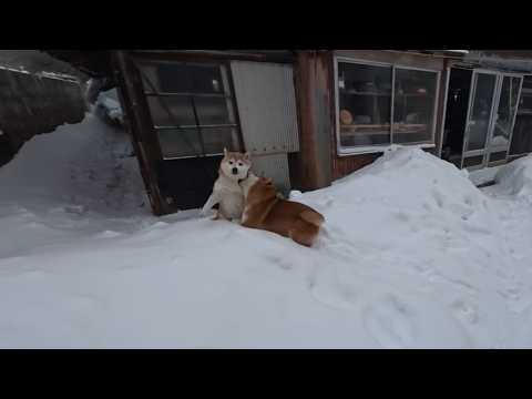 ♫いぬはよろこびうらにわかけまわり サムネイル