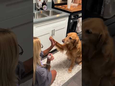 dog-tor coby to rescue🛟goldenpup puppy goldenpupppy dogbree… サムネイル