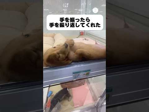 感動…‼️先住犬にそっくりな犬が手を振り返してくれた　　犬　いぬ　かわいい犬 犬のいる暮らし ペットショップ サムネイル