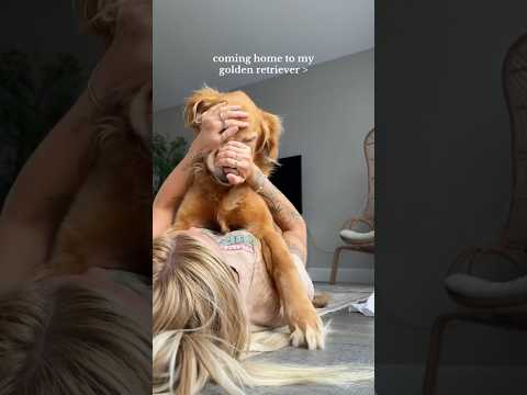 coming home to my golden retriever🥵goldenretreivers dog pup… サムネイル